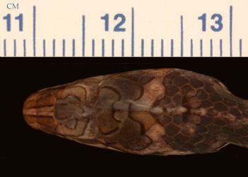 Media type: image;   Herpetology R-30380